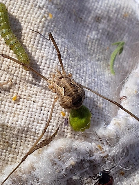 Opiliones - Kaszáspókok
