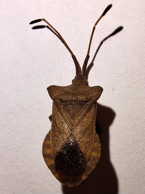 Coreus marginatus - közönséges karimáspoloska