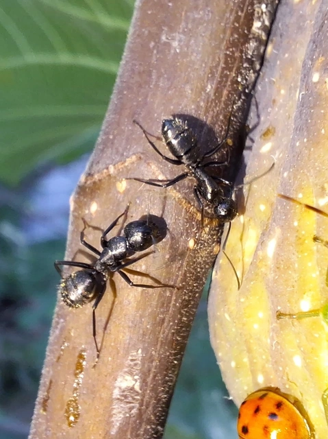 Camponotus vagus - fekete lóhangya