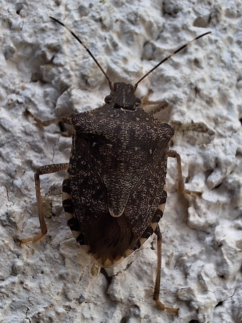 Halyomorpha halys - ázsiai márványospoloska
