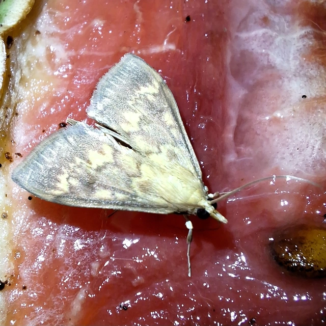 csalánevő tűzmoly - Patania ruralis