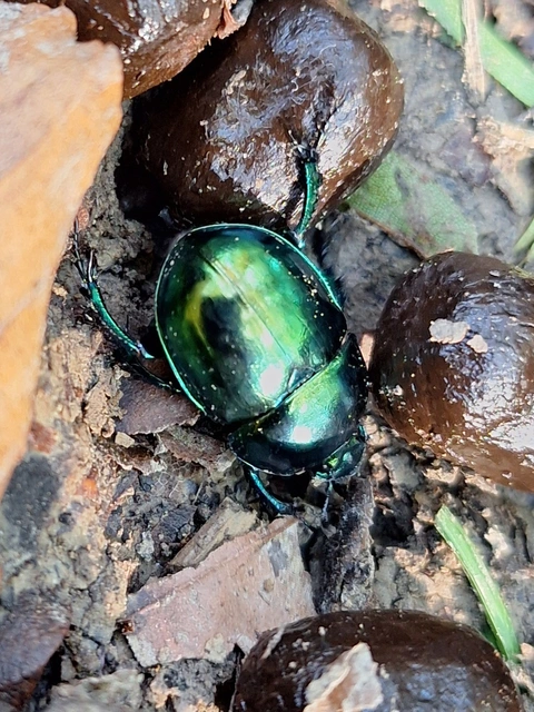Trypocopris vernalis - tavaszi álganéjtúró