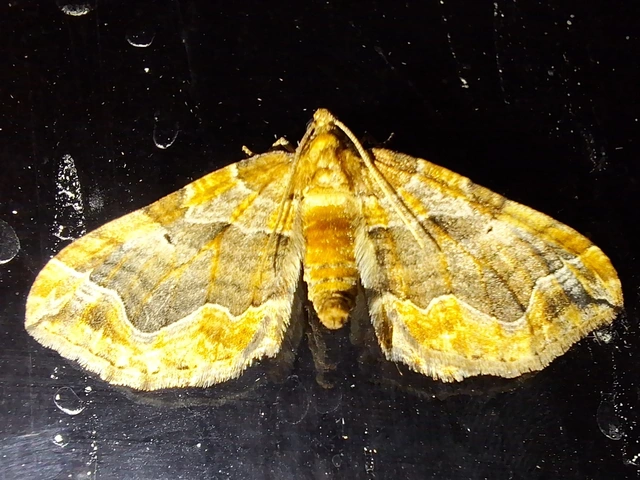 nagy tarkaaraszoló - Pelurga comitata