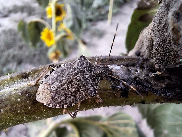 Halyomorpha halys - ázsiai márványospoloska