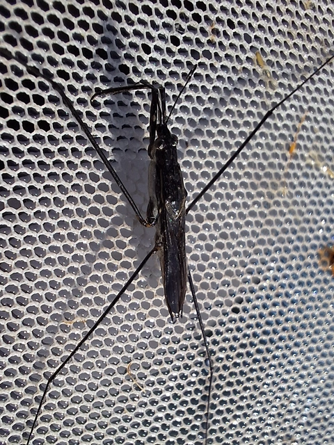 Gerridae - molnárpoloskák
