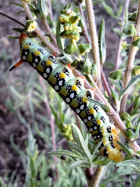 kutyatejszender - Hyles euphorbiae