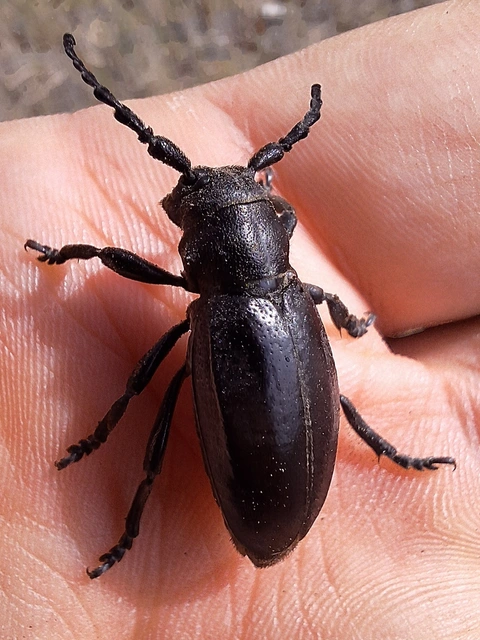 Dorcadion aethiops - fekete gyalogcincér