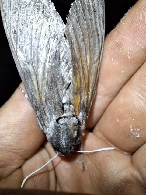 szulákszender - Agrius convolvuli