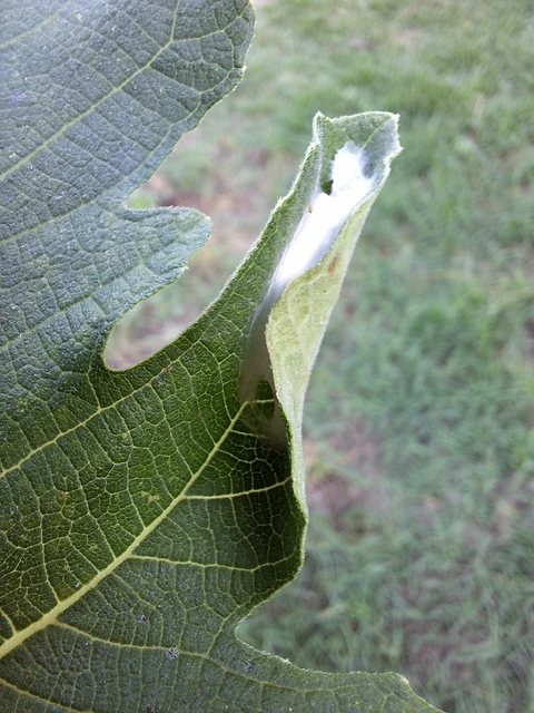 füge-levélmoly - Choreutis nemorana