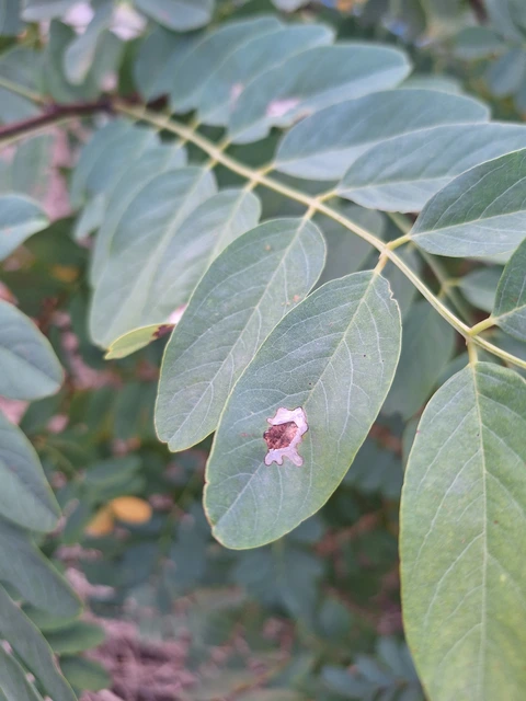 akácmoly - Etiella zinckenella