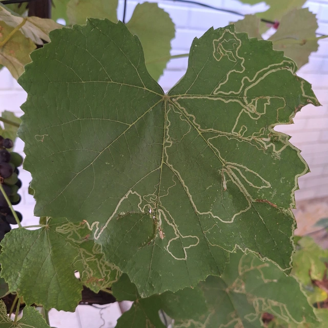 kígyóaknás szőlőmoly - Phyllocnistis vitegenella