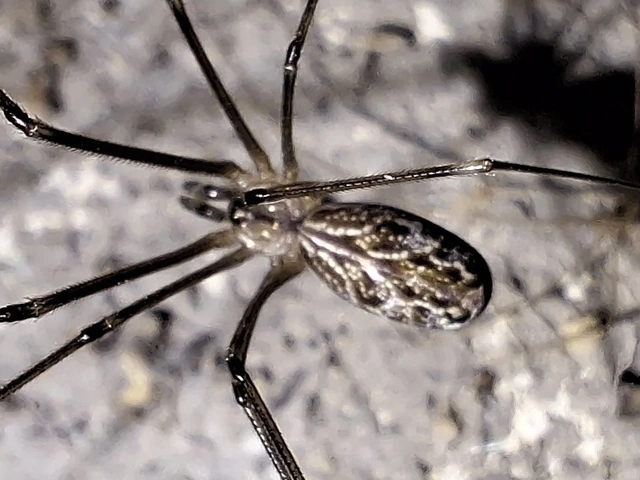 márványos álkaszáspók - Holocnemus pluchei