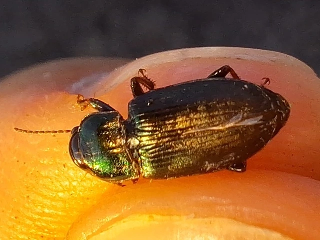 mezei lomhafutó - Harpalus distinguendus