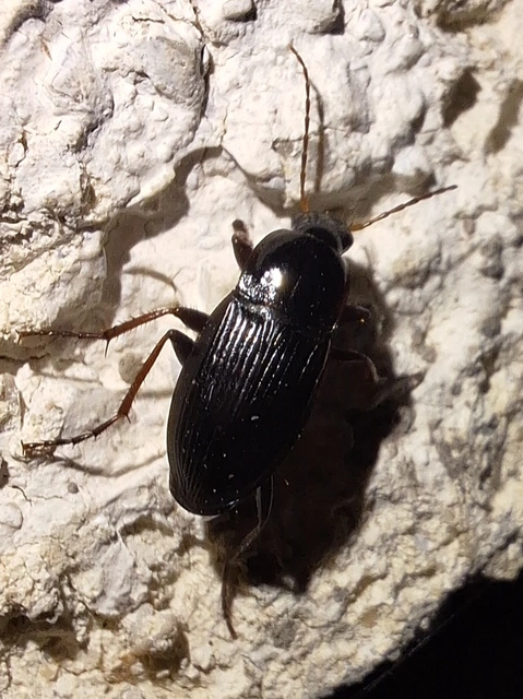 Calathus fuscipes - sokpontos tarfutó