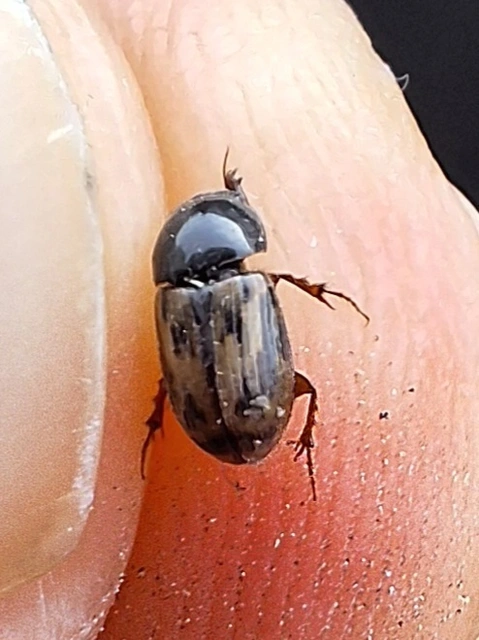 rajzos trágyabogár - Aphodius distinctus