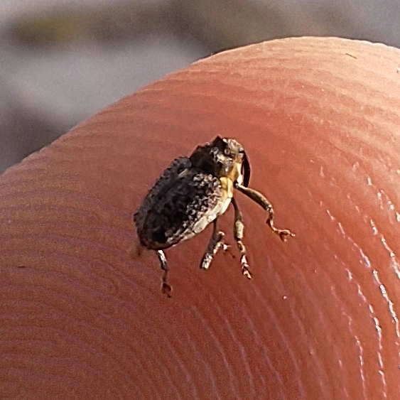 szőrös repce-ceutormányos - Ceutorhynchus pallidactylus