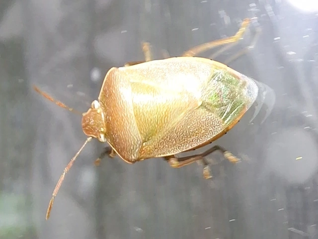 Acrosternum heegeri - rőtcsápú vándorpoloska