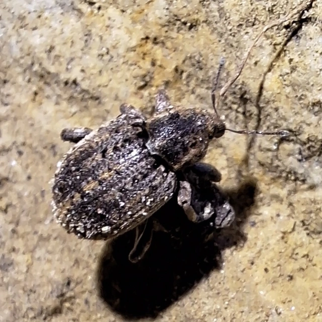 lucerna-gubósormányos - Brachypera zoilus