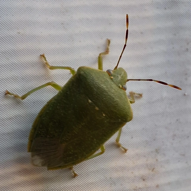 Nezara viridula - zöld vándorpoloska