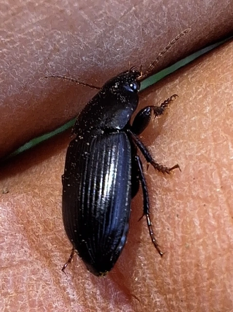 Harpalus tardus - ligeti lomhafutó