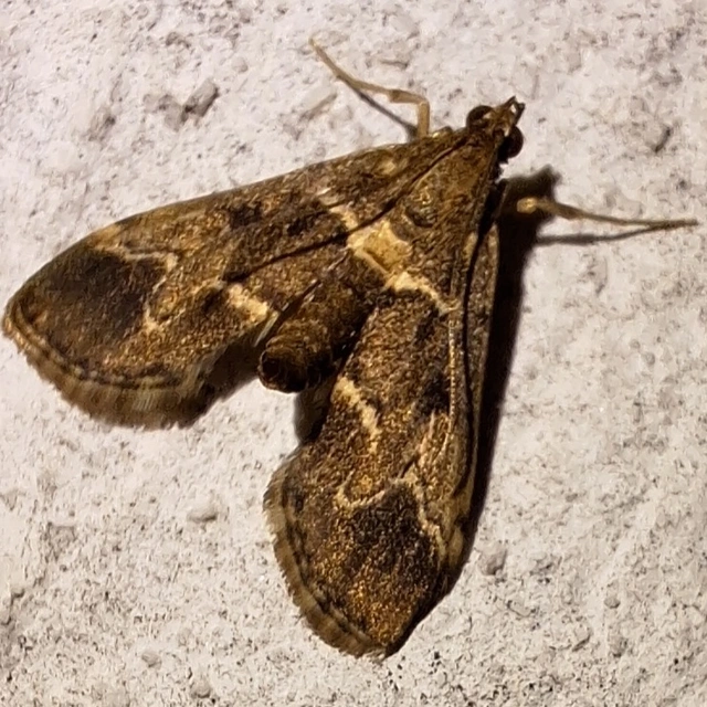 pontusi tűzmoly - Duponchelia fovealis