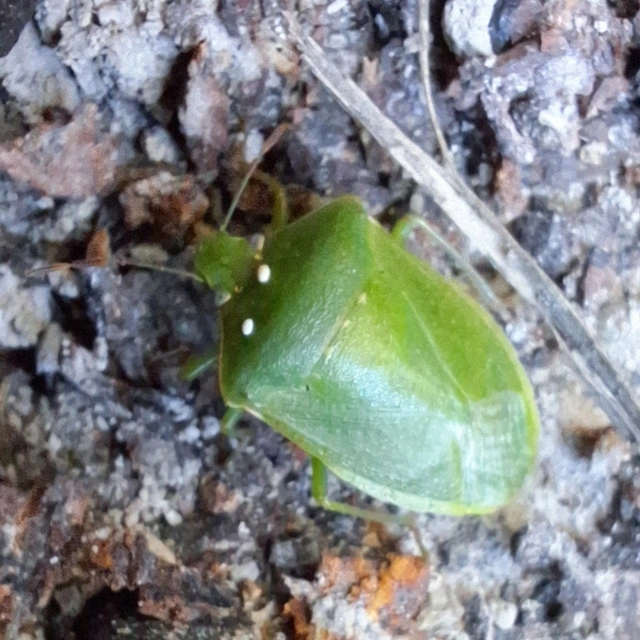 Nezara viridula - zöld vándorpoloska