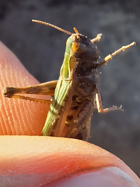 Omocestus rufipes - vöröshasú tarlósáska