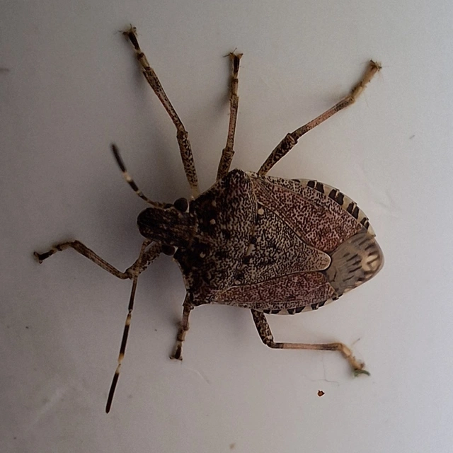 Halyomorpha halys - ázsiai márványospoloska