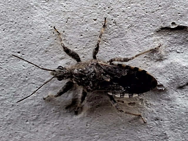 Coranus