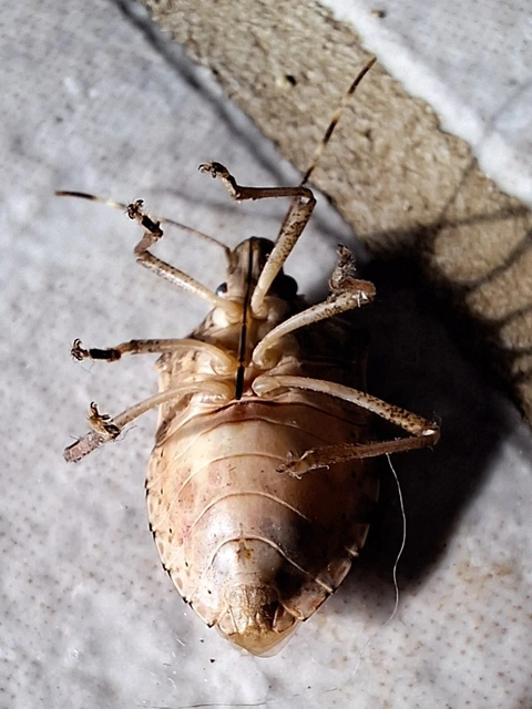 Halyomorpha halys - ázsiai márványospoloska