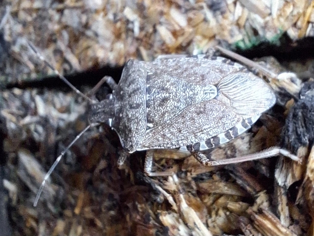 Halyomorpha halys - ázsiai márványospoloska