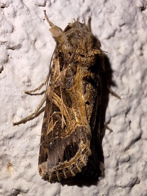déli jegyesbagoly - Spodoptera littoralis