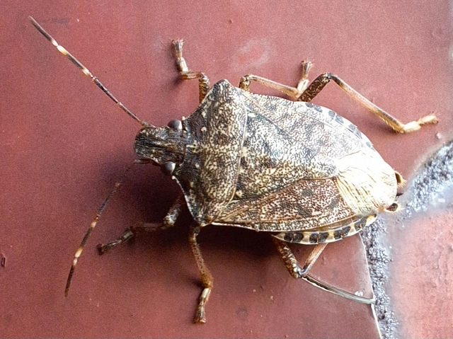 Halyomorpha halys - ázsiai márványospoloska