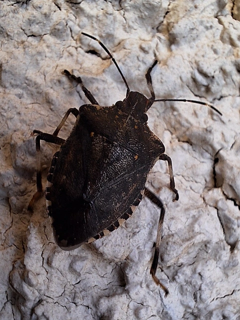 Halyomorpha halys - ázsiai márványospoloska