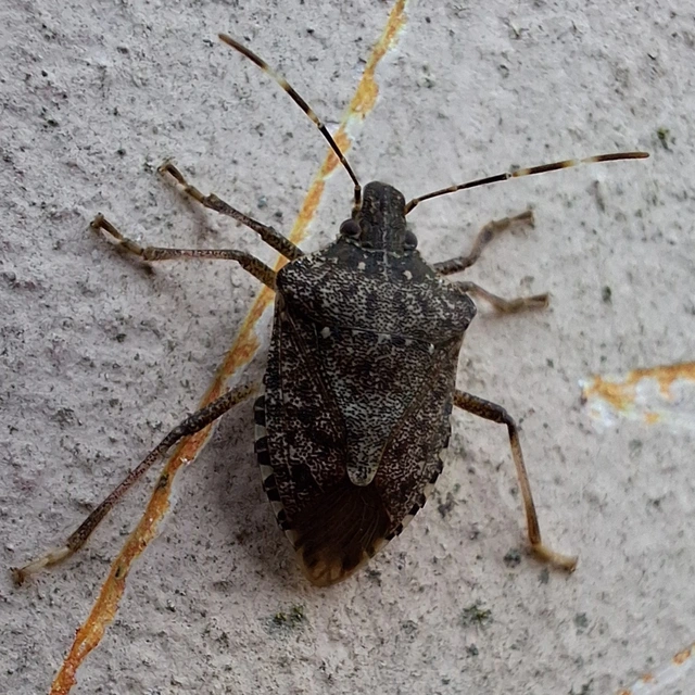 Halyomorpha halys - ázsiai márványospoloska