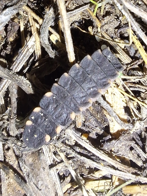 nagy szentjánosbogár - Lampyris noctiluca