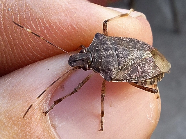 Halyomorpha halys - ázsiai márványospoloska