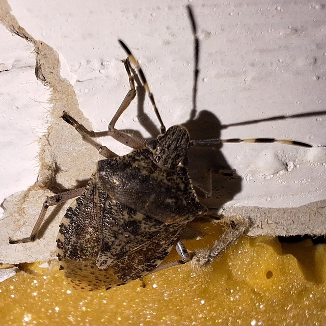 bencepoloska - Rhaphigaster nebulosa