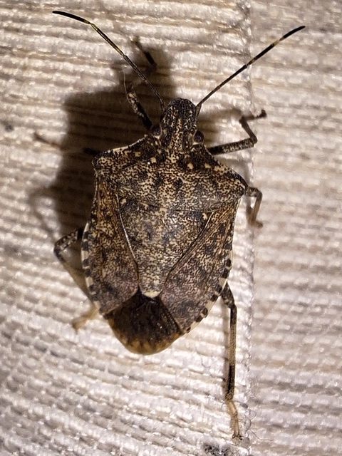 Halyomorpha halys - ázsiai márványospoloska