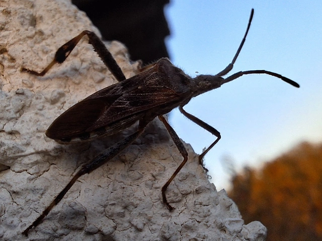nyugati levéllábú poloska - Leptoglossus occidentalis