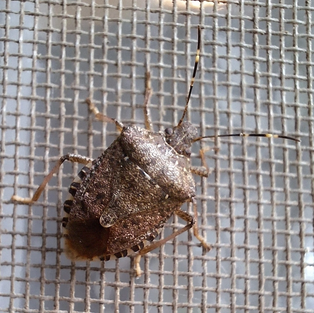 Halyomorpha halys - ázsiai márványospoloska