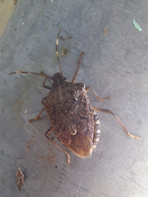 Halyomorpha halys - ázsiai márványospoloska