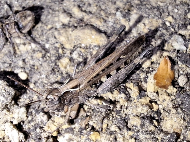 Omocestus rufipes - vöröshasú tarlósáska