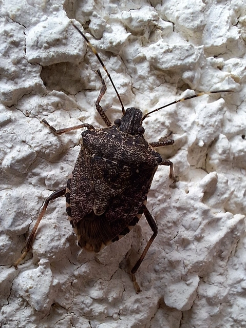 Halyomorpha halys - ázsiai márványospoloska