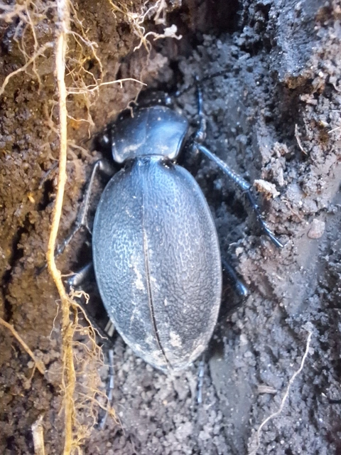 Carabus coriaceus - bőrfutrinka