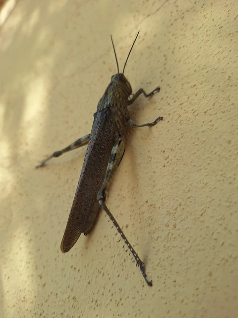 Anacridium aegyptium - egyiptomi sáska