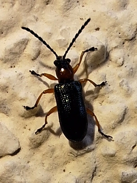 Oulema melanopus/duftschmidi