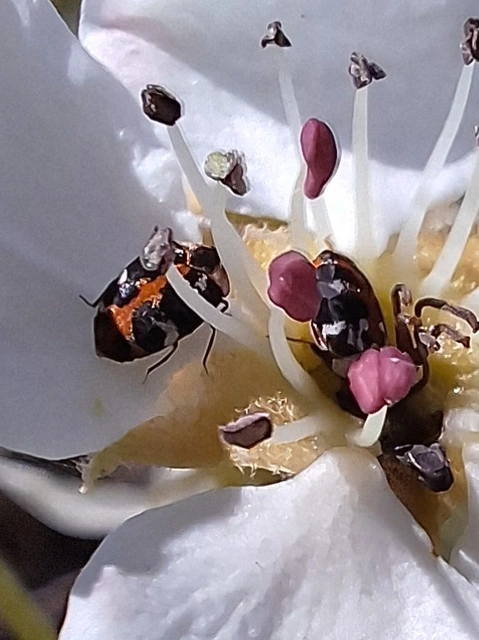 nagy múzeumbogár - Anthrenus scrophulariae