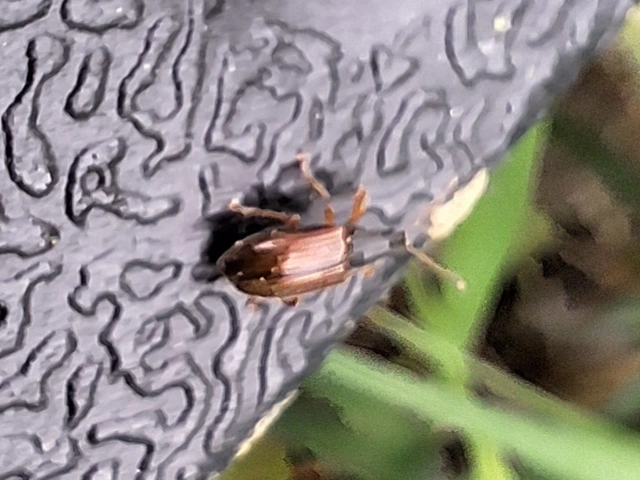 Phyllobius oblongus - közönséges levélormányos