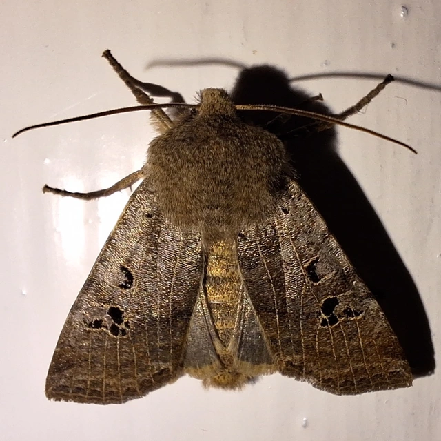 szürke télibagoly - Conistra rubiginosa